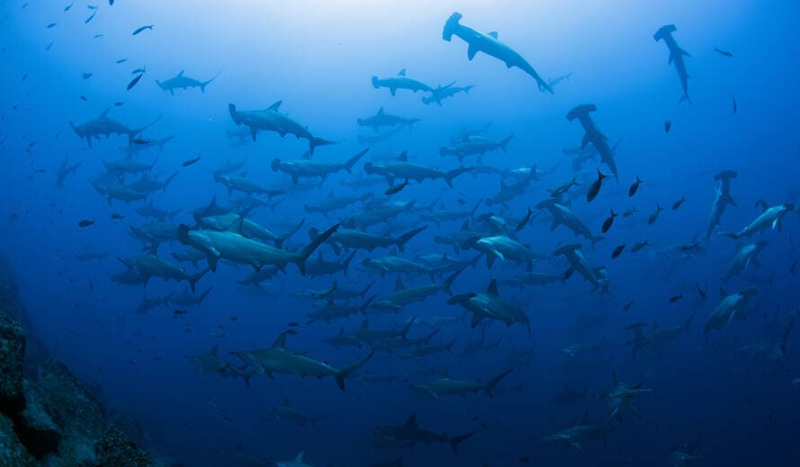 Tiburón Galápagos